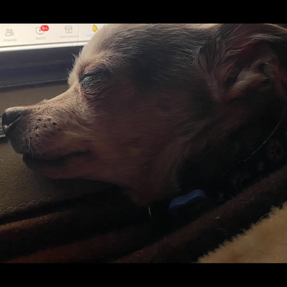 Meet your Posher, Julianne - Picture 1 of 1